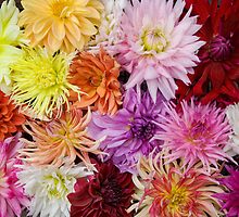 Carpet of dahlias by Antanas