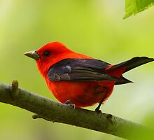 Scarlet Tanager by naturalnomad