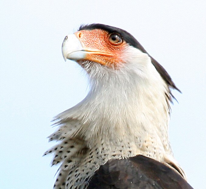 What S The National Bird Of Mexico