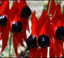 Sturt Pea by sedge808