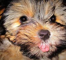 Up Close And Personal by Linda Miller Gesualdo