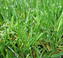Bejeweled By Dew by Shawn Trent