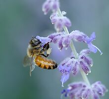 tasting by Joanne Hamblin