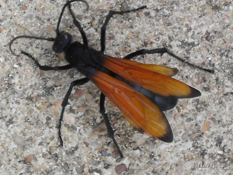 "Tarantula Hawk Austin, Tx." by Navigator Redbubble