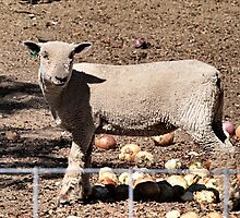 What's the matter, don't You LIke Onions? by Barb Miller