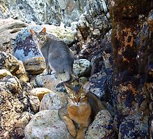 Cats on Rocks Two by Vicktorya Stone