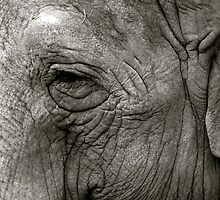 Wise Old Elephant by Lizzylocket