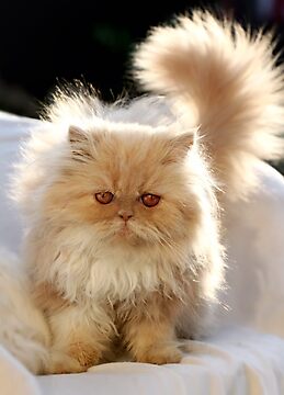 Look me in the eye and tell me it's not serious... by micklyn