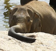 Mind if I rest my Trunk by Reginadez