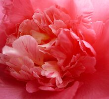 OG Camellia 2 by beeden