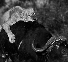 Survival of the Fittest II by Damienne Bingham