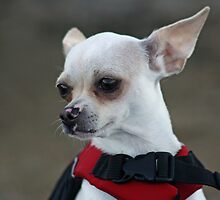 Where ever there are wrongs to be righted, Chihuahua will be there (in color) by Corri Gryting Gutzman