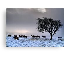 In search of food... Canvas Print