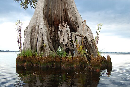 lake drummond