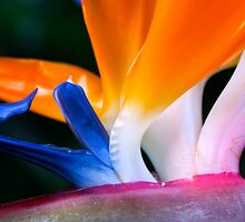 Bird of Paradise by Zach Pezzillo
