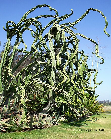cactus tree pictures