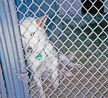 one for the heart strings, Sandy's pound puppy portrait by james smith