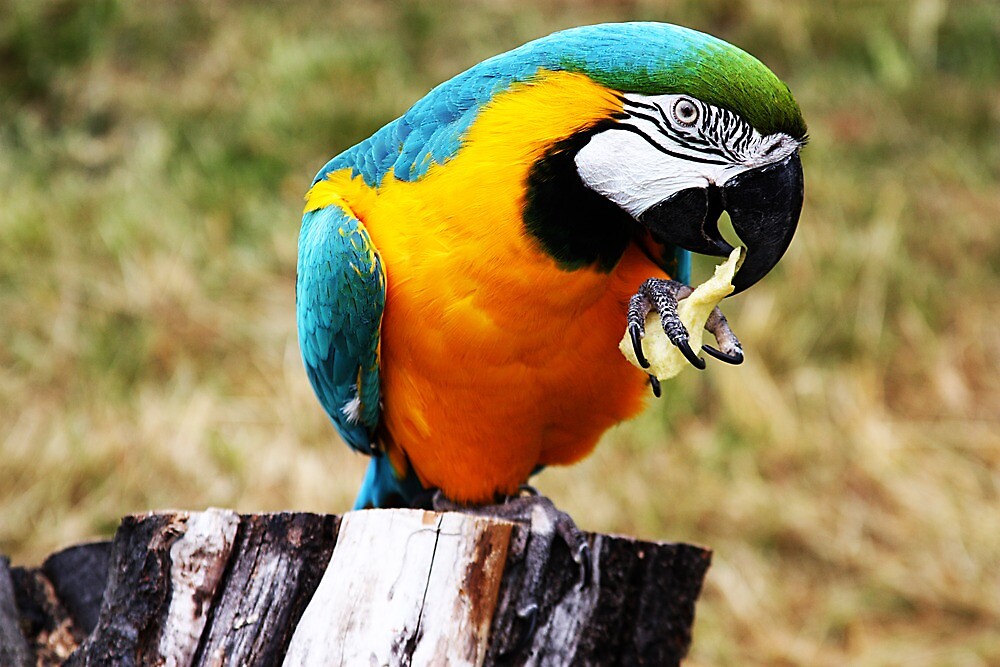 "Coco the Bird" by Maria warren Redbubble