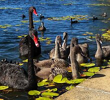 A Family Affair by stevealder