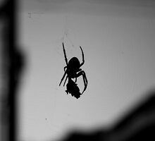 Spider's Din by ShanaLynn