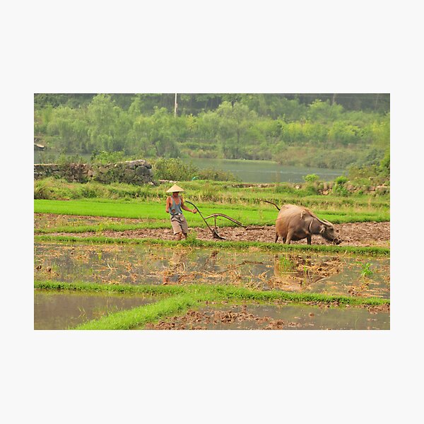 Chinese Farmer Ploughing His Field With One Arm Photographic Print