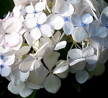 HYDRANGEA 'MADAME EMILE MOUILLERE' by Joan Harrison