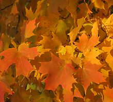 Leaves Defined by Sarah Trent