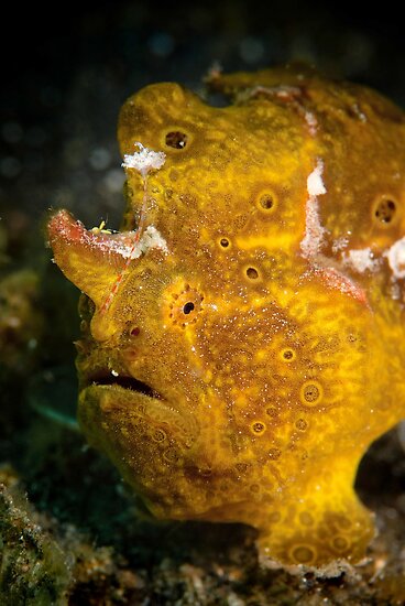 Yellow Frog Fish