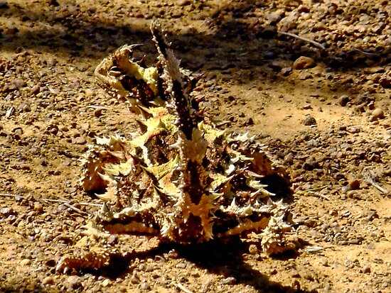 Devil Dragon Australia