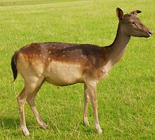 Sorry I Can't Afford You, You're a Little Deer..... by Rob Parsons
