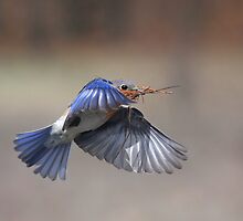 "Eastern Bluebird Hard At Work" by Jim Davis