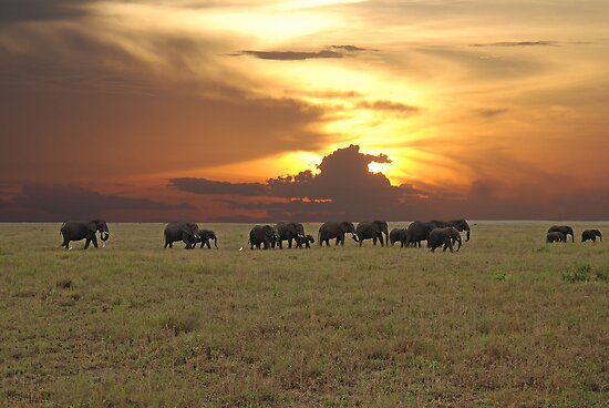 Serengeti Sunset