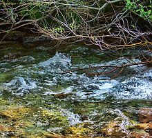 Nature's Bar by rocamiadesign