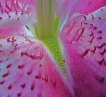 Super Macro of Star Gazer Lily by trueblvr