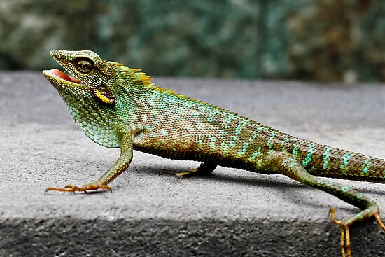Color In Lizard