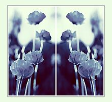 pete's poppies - collage by vampvamp