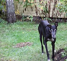 Gilbert in the garden by homesick