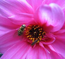 Two Bees at Work! by BlueMoonRose