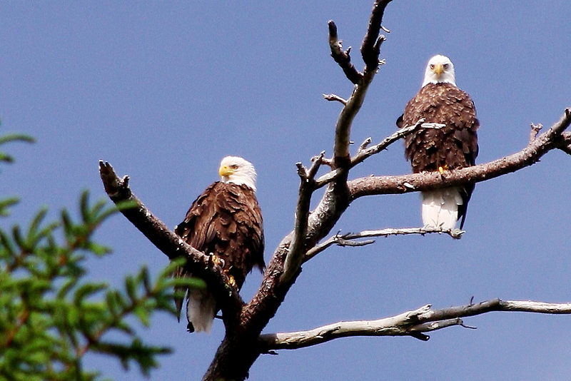"Two Bald Eagles on Upper Wilson Pond, Maine" by Dana Moos | Redbubble