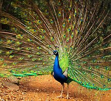 Peacock Displaying at Cataract Gorge. by Bev Pascoe