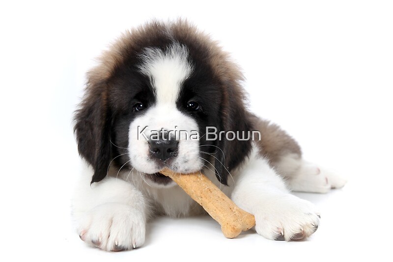 "Adorable Saint Bernard Puppy Eating a Dog Biscuit Treat" by Katrina