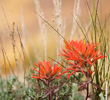 Paintbrushes on Gold by Kim Barton