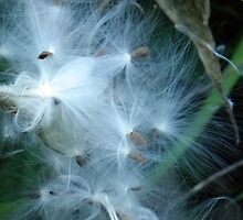 Sun and Air by Betty Mackey