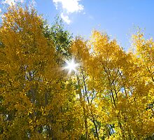 Starlit Aspens by Sue Cullumber