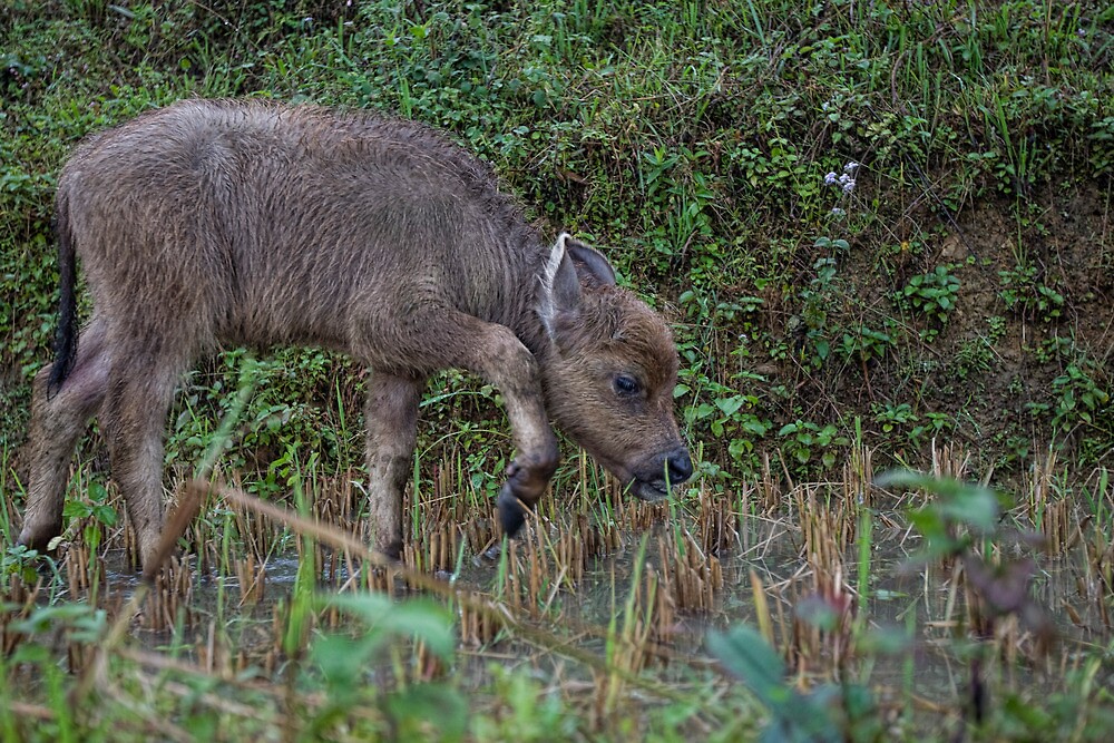 "Baby Water Buffalo Vietnam" by Anne Young Redbubble
