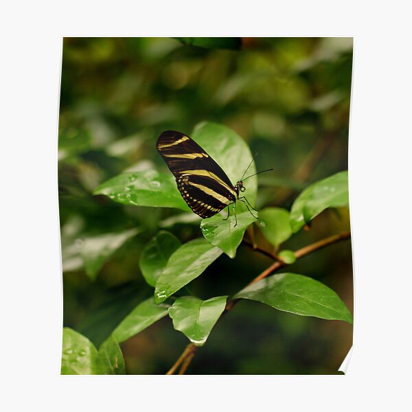 Zebra Longwing Butterfly Poster For Sale By Sandyk Redbubble