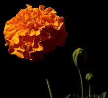 The World Is A Colorful Wonder ~ Part Twelve by artisandelimage