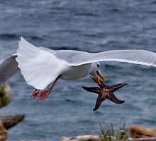 Lunch Time by ChrissyImages