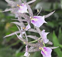 World of Orchids Plate # 32 by Matsumoto