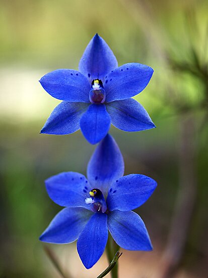 Sun Orchid